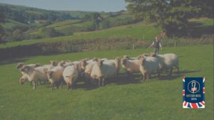 英国羊毛公社の羊毛
